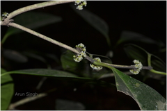 Microtropis latifolia